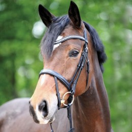 Kavalkade bridle Diana IR