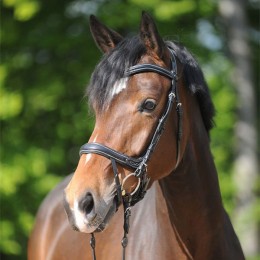 Kavalkade bridle Ivy IR