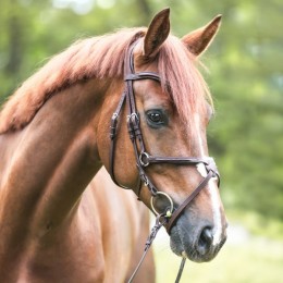 Kavalkade Bridle Mexican Noseband Everado