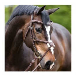 Kavalkade Bridle Proline-Diego Mexican noseband