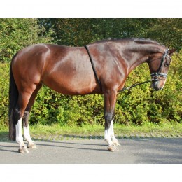 QHP Lunging Aid