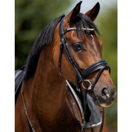 HB Showtime Bridle Very soft