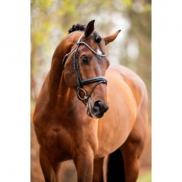 HB Showtime Bridle Different Change