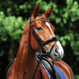 Passier Starlight bridle