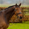 Анатомический капсюль для уздечки Trust Amsterdam bridle