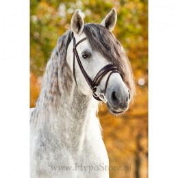 Premiera ''Monaco'' Brown padded bridle with patent leather noseband, silver buckles