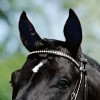 Passier Browband with Large Rhinestone Crystals