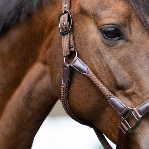 Imperial Riding Halter IRHLaura