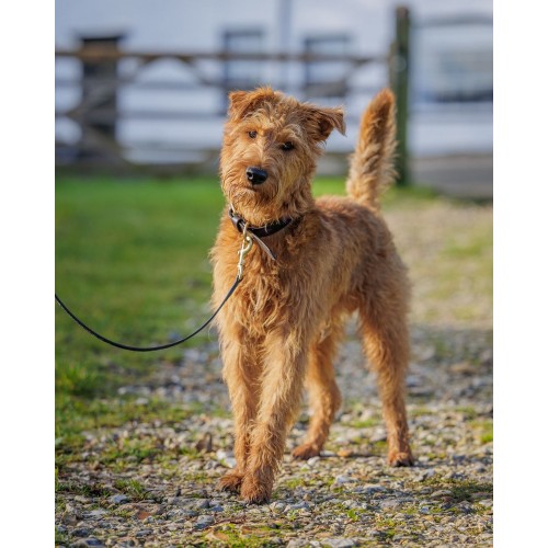 Weatherbeeta Polo Leather Dog Collar
