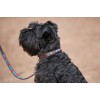 Weatherbeeta Polo Leather Dog Collar