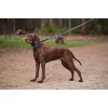 Weatherbeeta Polo Leather Dog Collar