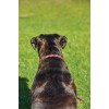 Weatherbeeta Rope Leather Dog Collar