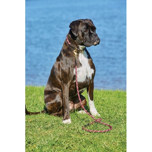 Weatherbeeta Rope Leather Dog Collar