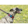 Weatherbeeta Lurcher Polo Leather Dog Collar