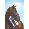 Collegiate Syntovia+ Padded Raised Flash Bridle