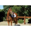Collegiate Comfitec Grackle Bridle