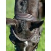 Collegiate Comfitec Opulux Plain Padded Hanoverian Flash Bridle