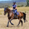 Weatherbeeta Prime Air-Tec All-Purpose Saddle Pad