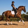 Weatherbeeta Prime Air-Tec Dressage Saddlepad