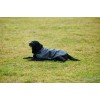 Weatherbeeta Comfitec Classic Waterproof Dog Coat