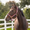 QHP Halter Red / White / Blue