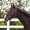 QHP Deluxe Halter