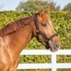 QHP Extra Strong Halter