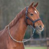 QHP Salerno Anatomical Halter