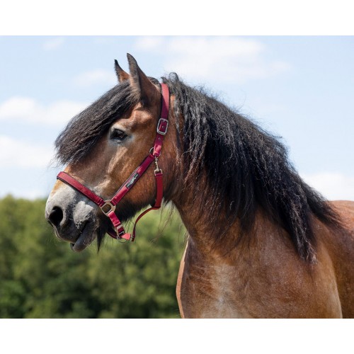 QHP Deluxe Halter Draft Horse