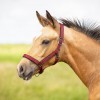 QHP Foal halter Deluxe