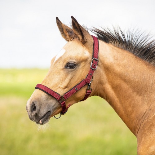 QHP Foal halter Deluxe