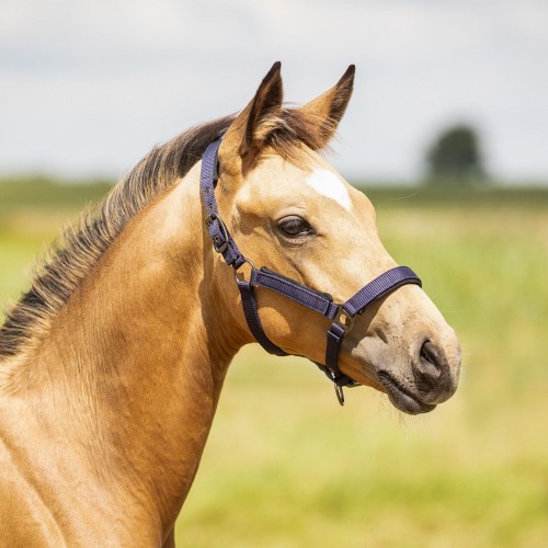 QHP Foal halter Deluxe