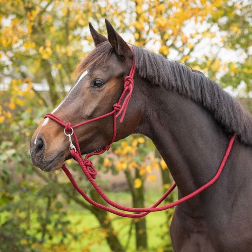 QHP Rope halter Color with reins