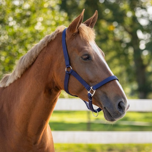 QHP Padded Halter