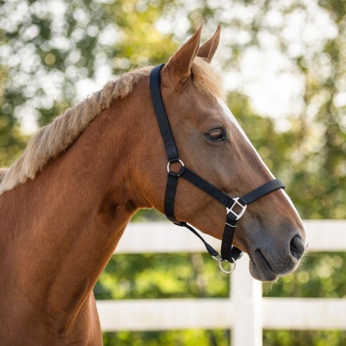 QHP Padded Halter