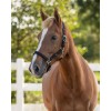 QHP Padded Halter