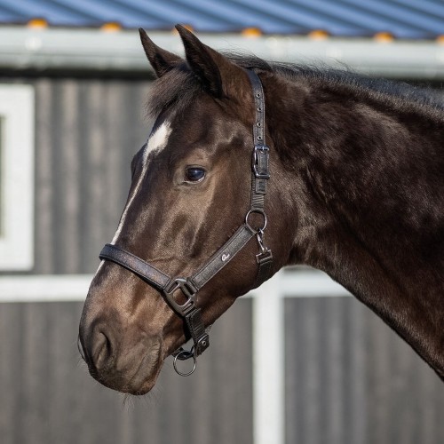QHP Halter Glitter