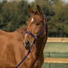 Horka Elegant Halter