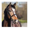 Kavalkade Ivette Bridle