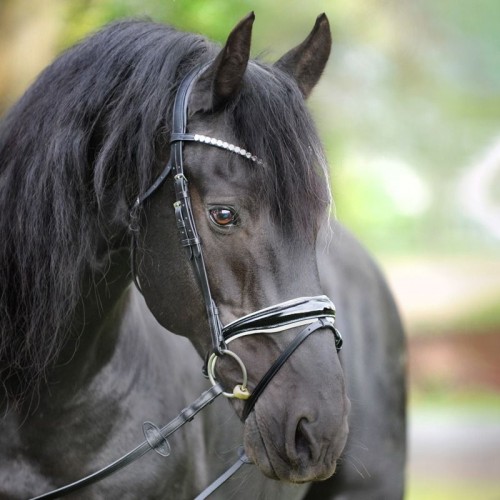 Kavalkade Bridle Juliana