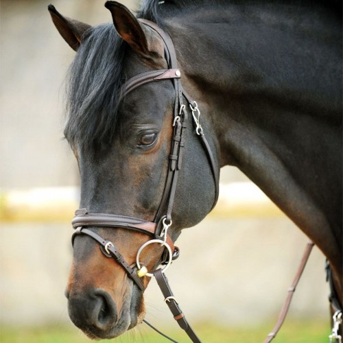 Kavalkade Bridle EveryDay
