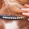 Kavalkade Shetlander Bridle Maja