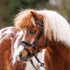 Kavalkade Shetlander Bridle Maja
