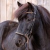 Kavalkade IJslander Freya Bridle