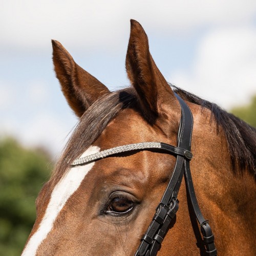 QHP Browband Verbena
