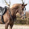 QHP Breastplate Basic pro