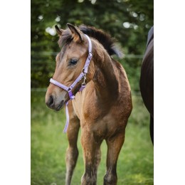 HorseGuard SS26 Malva жеребёнок недоуздок "Pretty для девочек"