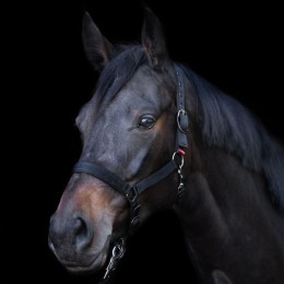 Imperial Riding SS26 недоуздок Yearling IRH