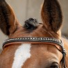 Harry's Horse Bridle Black Cognac