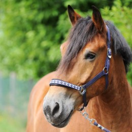 Kavalkade Draft Horse недоуздок Perlon